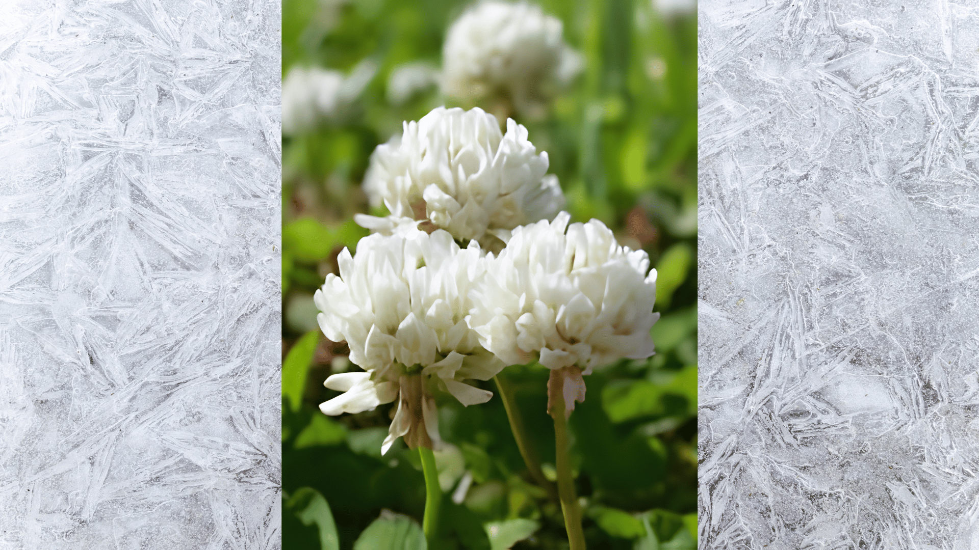 white clover flowers blooming in a green field with soft natural light and blurred garden background soft focus garden
