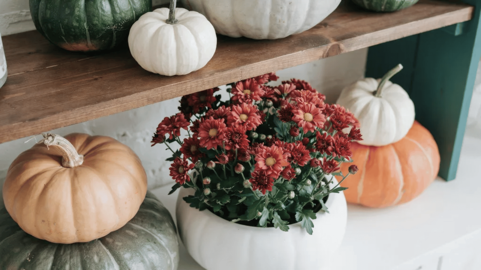 Container with white pumpkins, trailing ivy, dusty miller, and white violas in a shaded outdoor setting