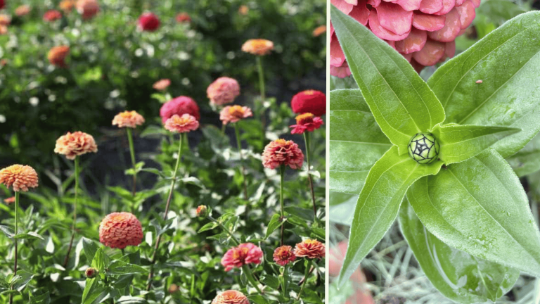 zinnia as a bud and then flowers, right shows the budding stage of a zinnia flowers