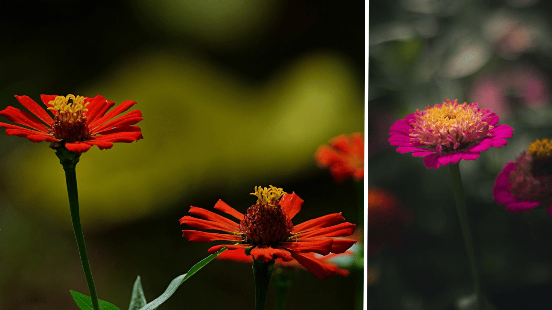 zinnia flowers in full bloom, bright coloured flowers for summer time (1)