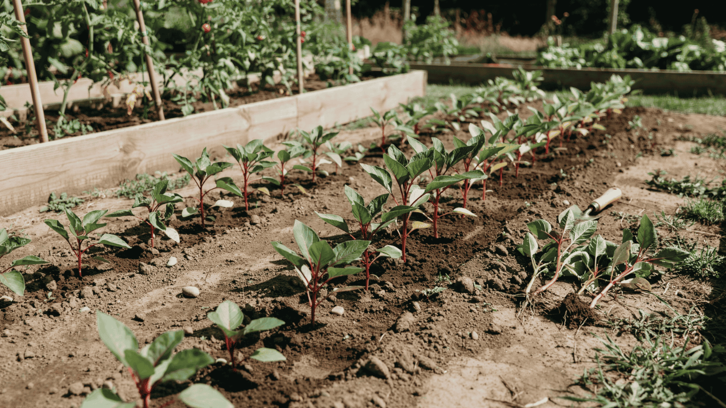 Amaranth plants spaced evenly in a sunny garden bed with thinned seedlings beside the row.