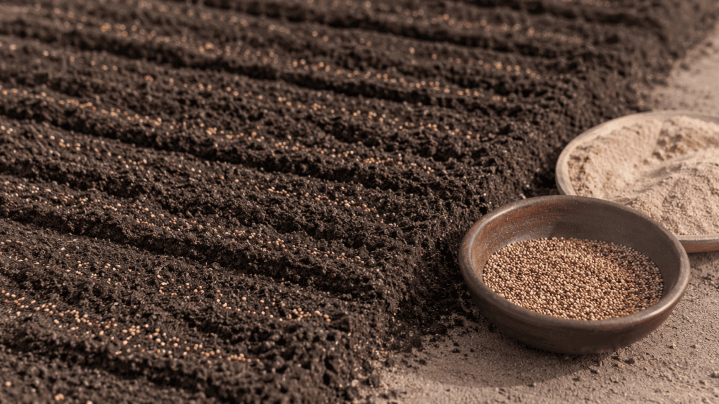 Amaranth seeds scattered thinly in shallow soil rows beside a bowl of seeds and sand.