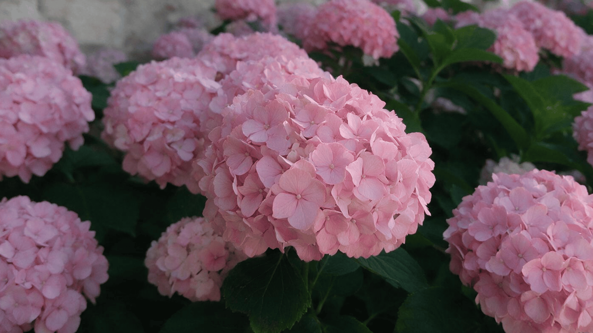 rows of pink hydrangea bushes blooming along a stone building wall in a garden