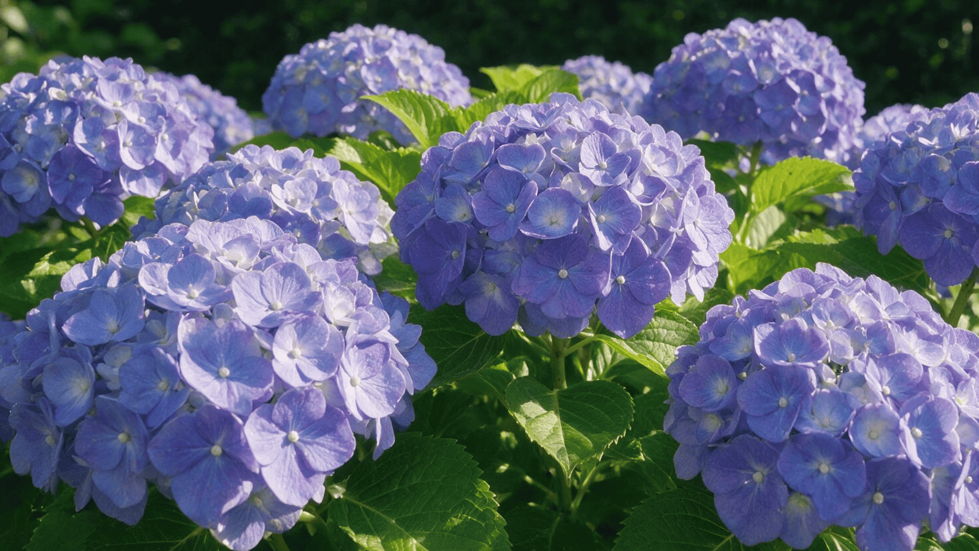 are-hydrangeas-perennials