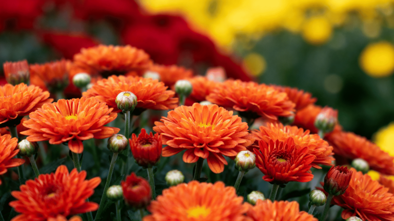 orange and red garden mums blooming among green foliage with yellow chrysanthemums softly blurred in the back