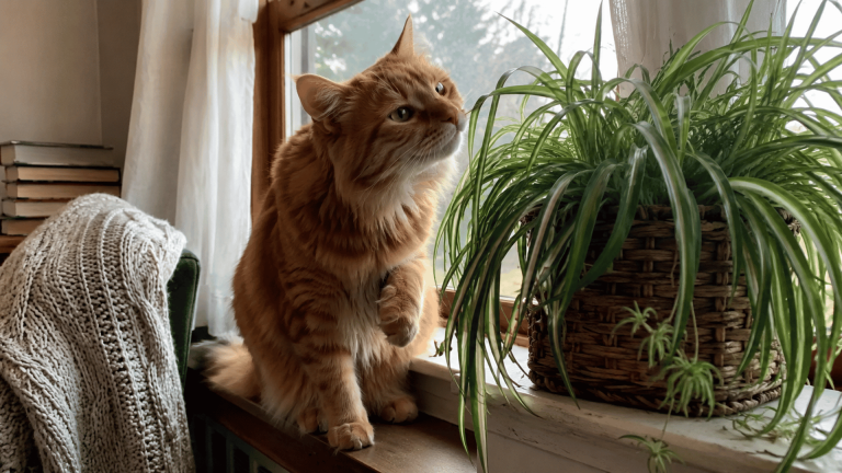 are-spider-plants-toxic-to-cats-find-out