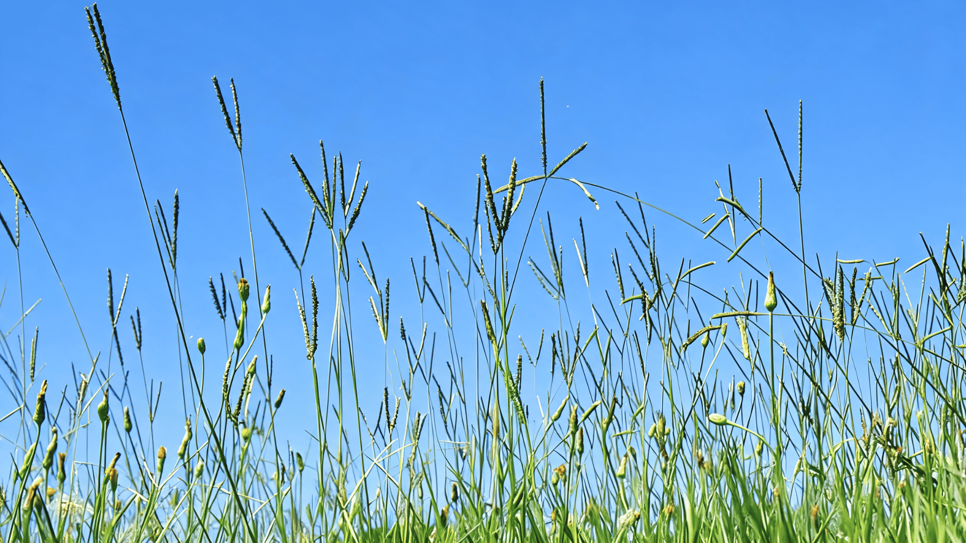 Bahia grass with tall green blades and seed heads growing in open field, showing its coarse texture and deep-rooted turf growth.