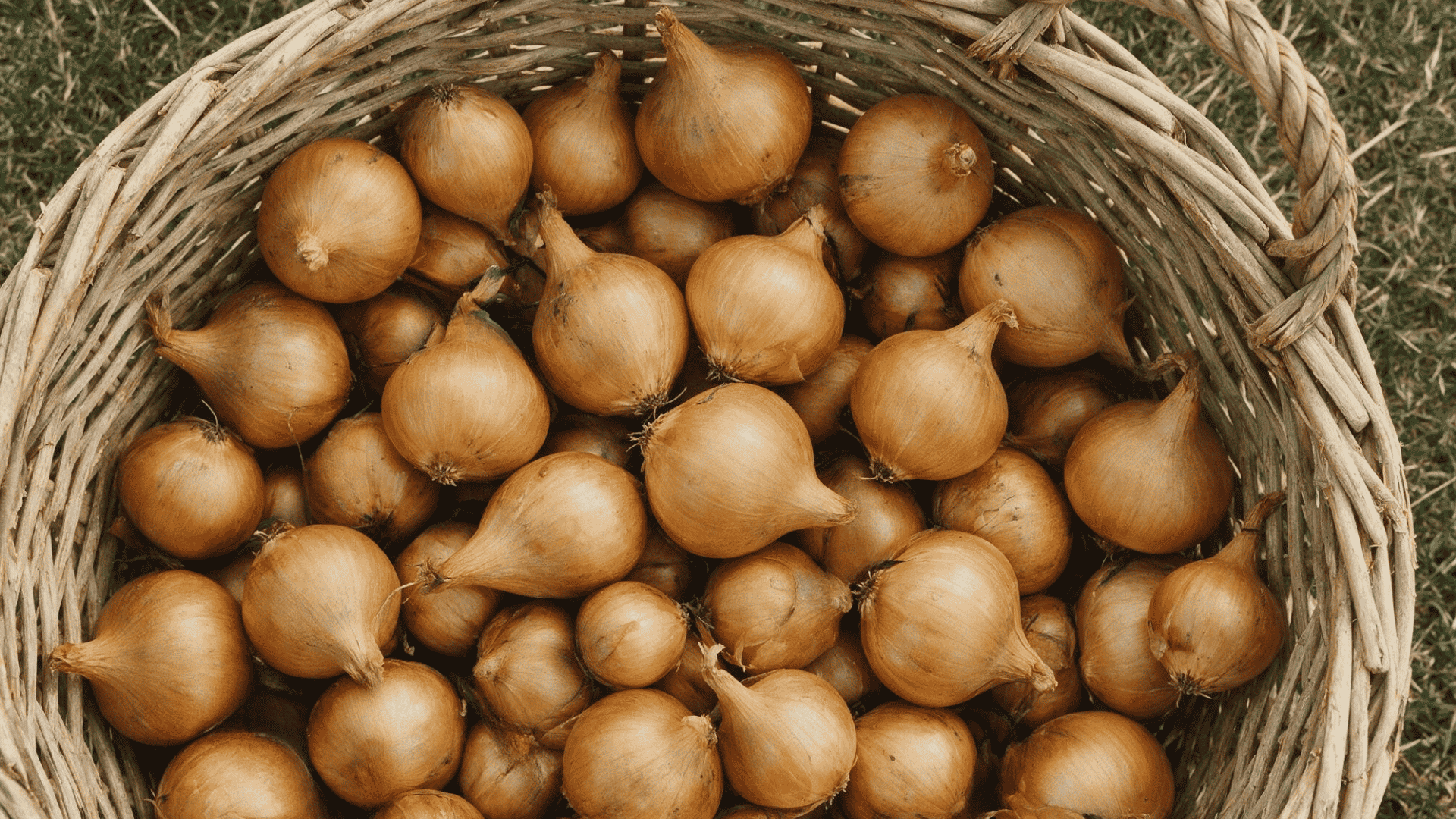 basket of harvested onions placed in a dry, shaded area