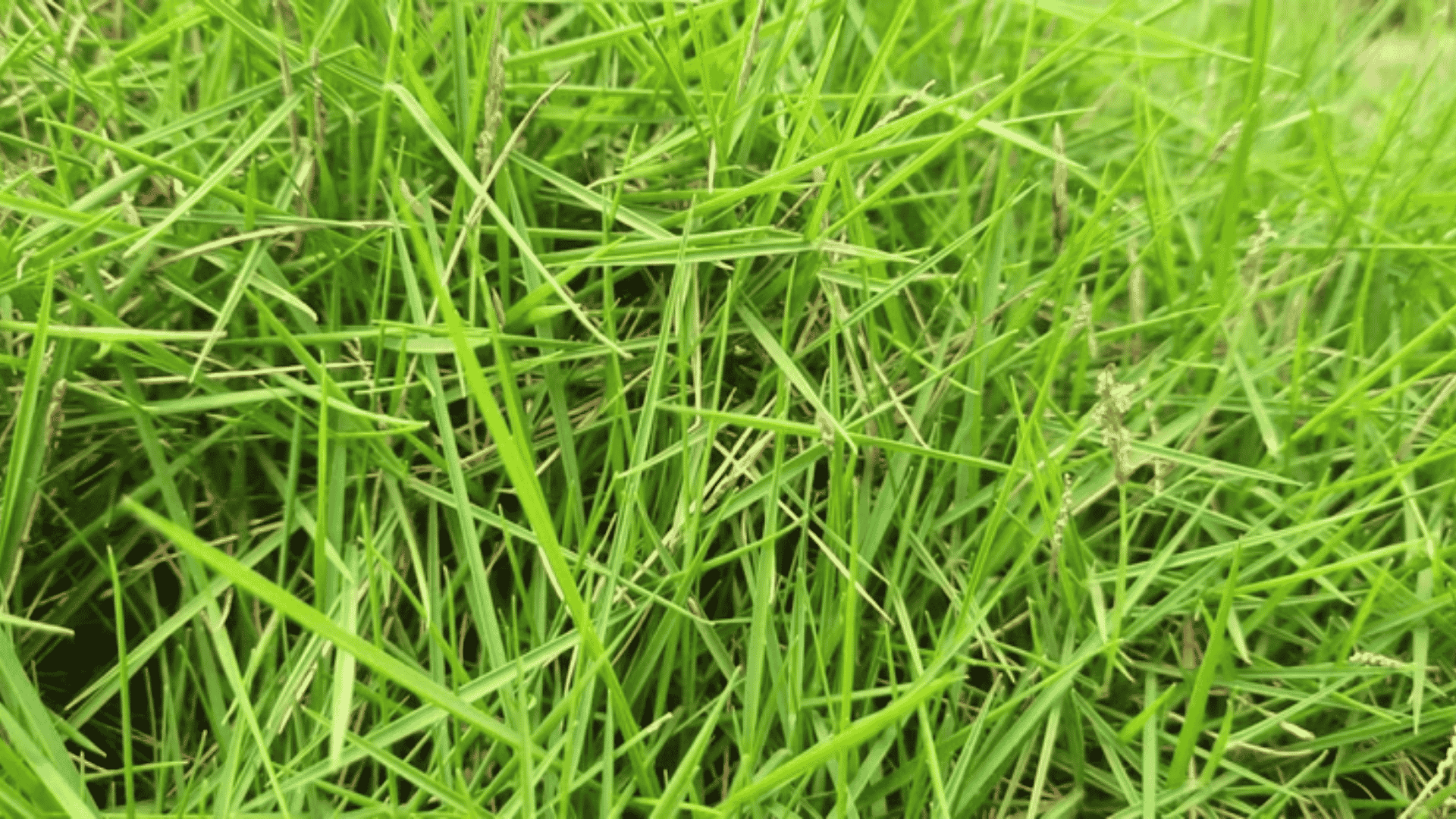Bentgrass with fine green blades growing densely, showing its low-growing spreading habit and smooth turf texture in a grassy field.