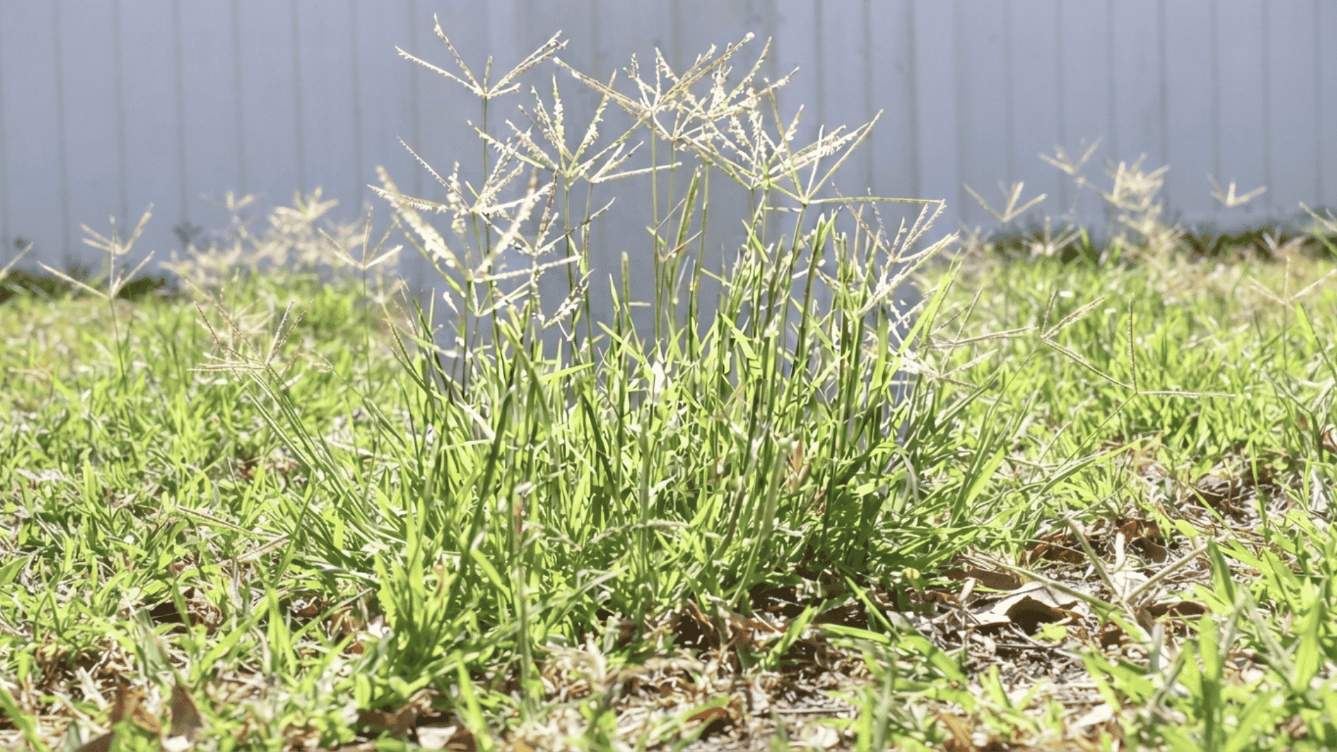 Bermuda grass showing fine green blades and spreading growth pattern across a sunny residential lawn surface.