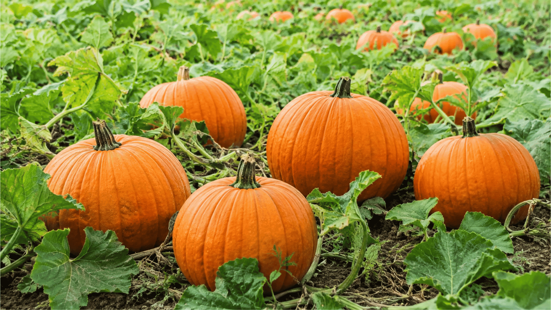 ripe orange pumpkins growing in a garden patch surrounded by green vines and leaves