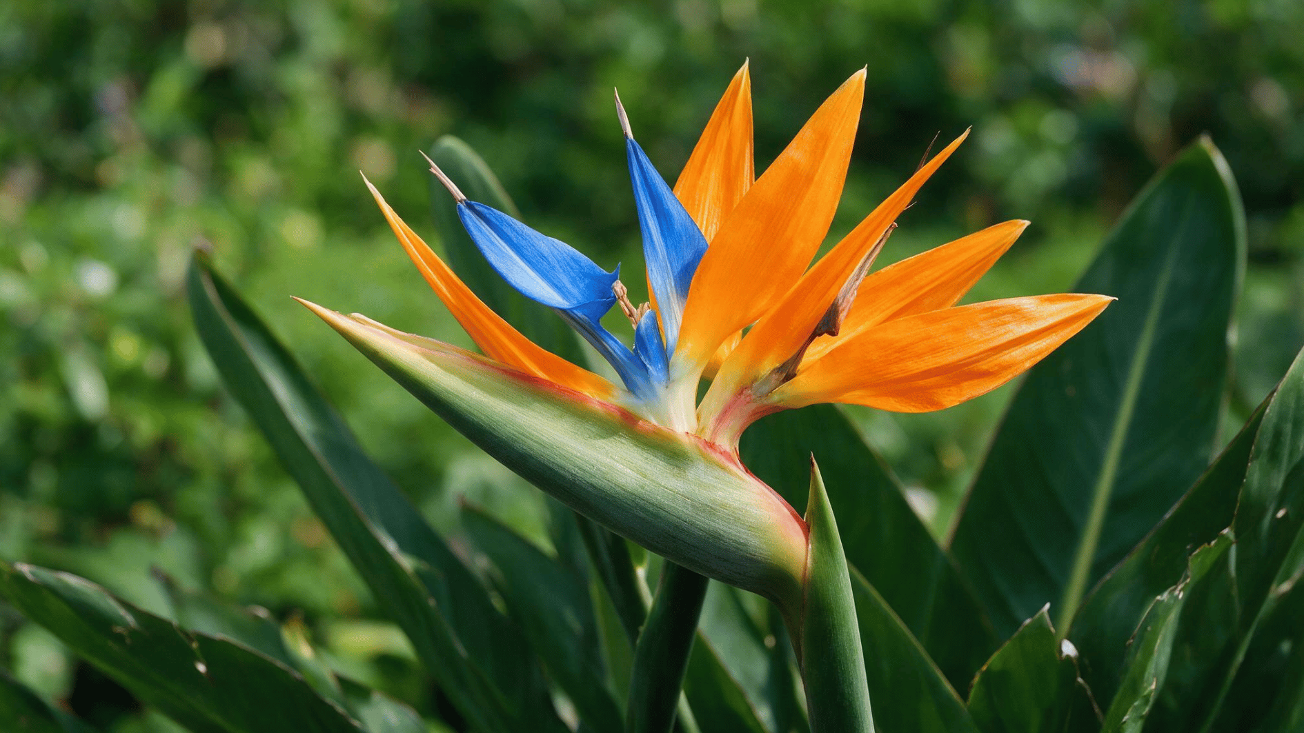 orange and blue bird of paradise flower blooming outdoors among large green leaves in bright sunlight
