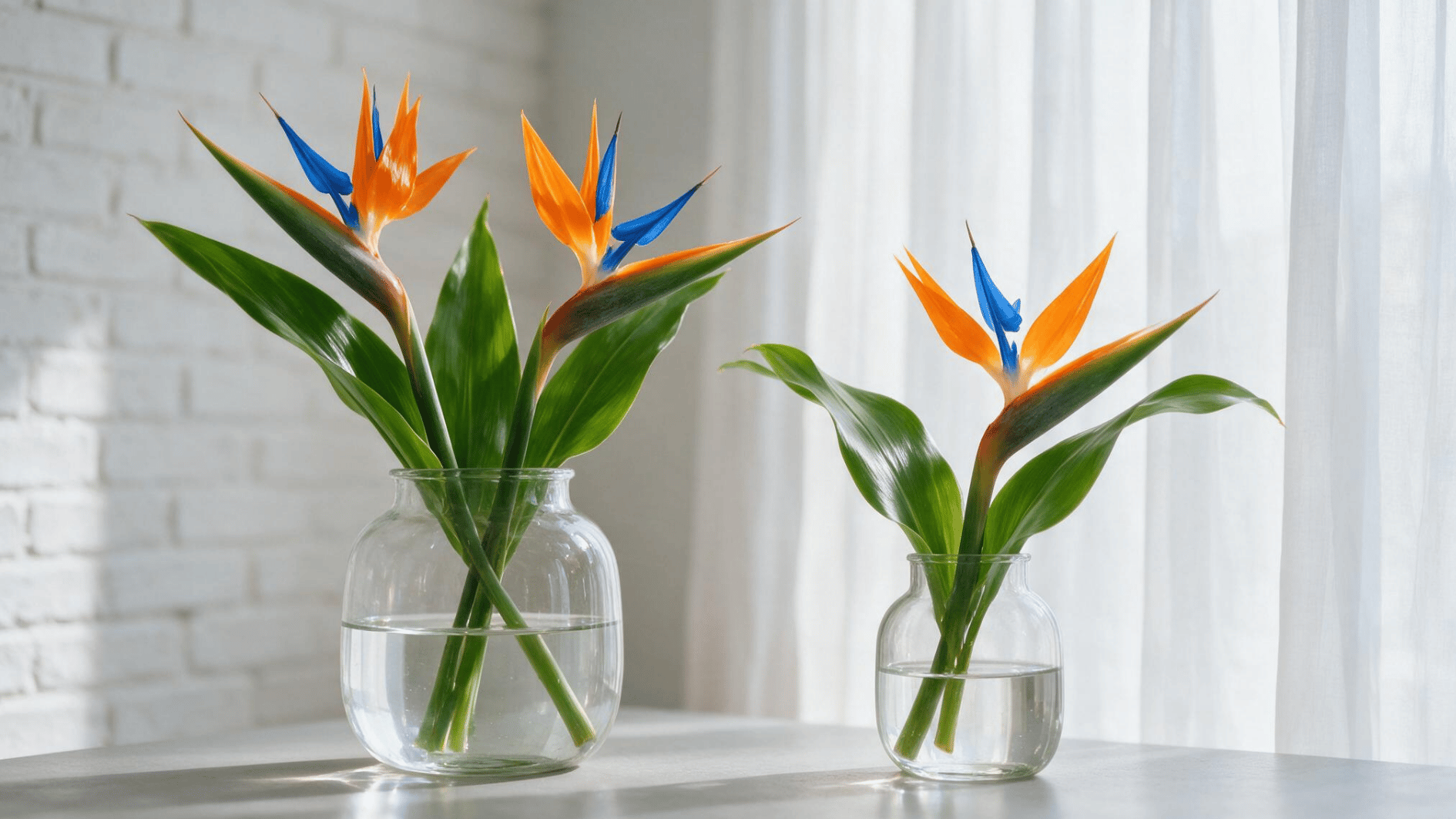 bird of paradise flowers arranged in clear glass vases beside a bright window in a modern indoor setting