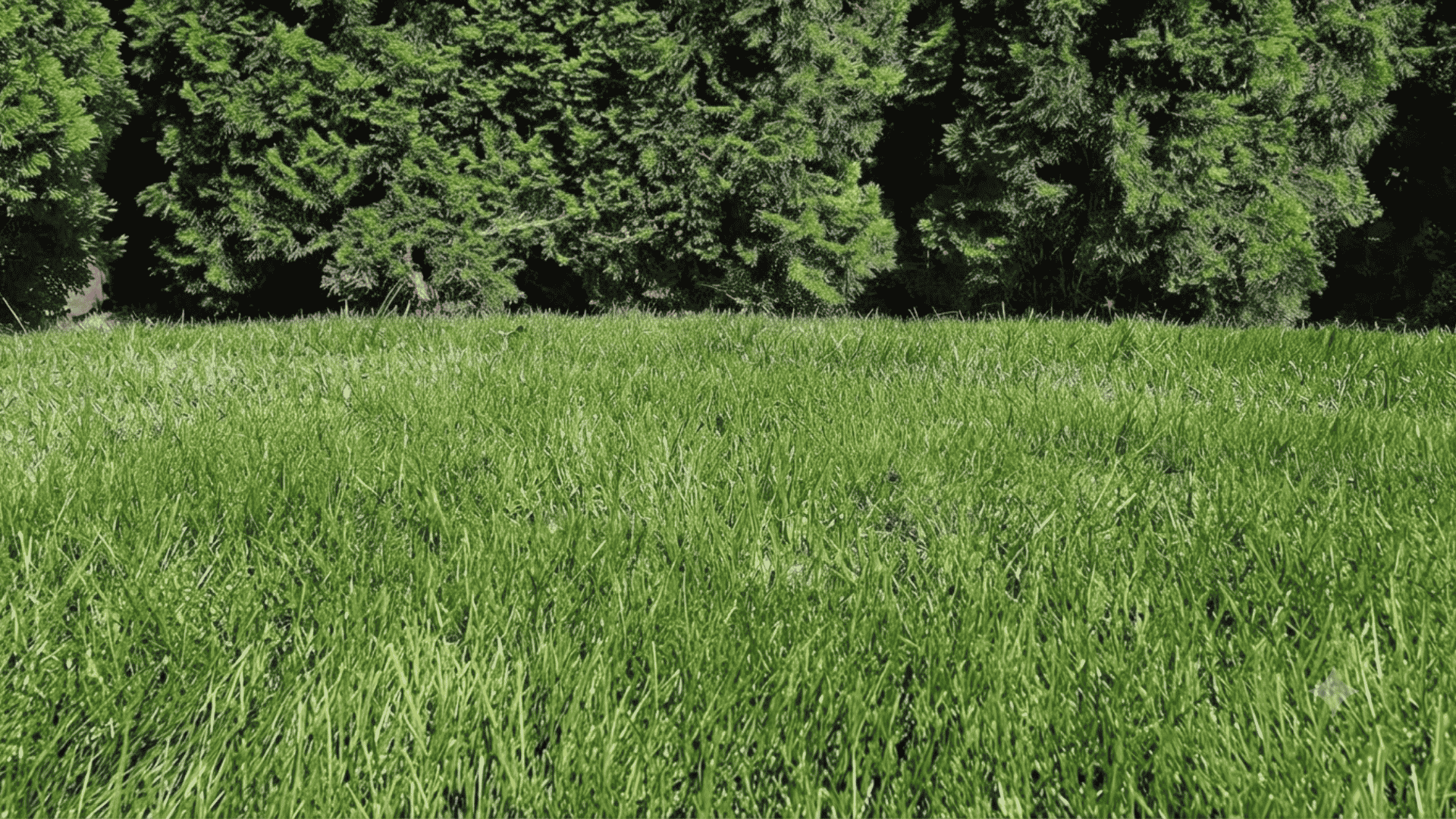 Buffalo grass with fine green blades covering a dense lawn area, showing low-growing texture and natural field growth.