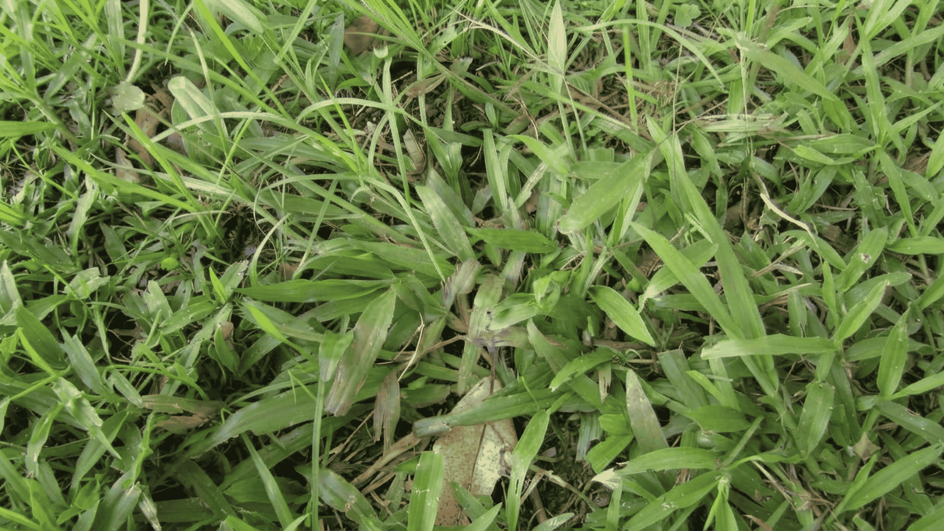 Carpet grass with broad green blades growing densely across moist soil, showing its spreading turf growth and natural textu