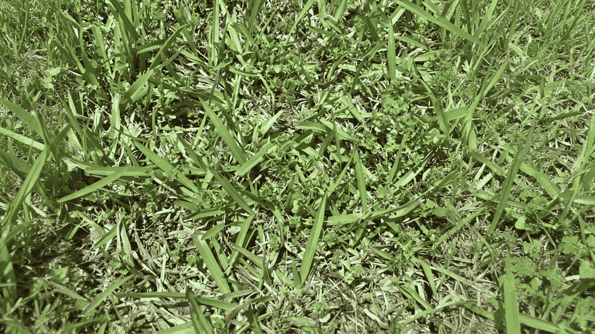 Centipede grass with medium-width green blades growing across a lawn area, showing it's low-maintenance turf texture.