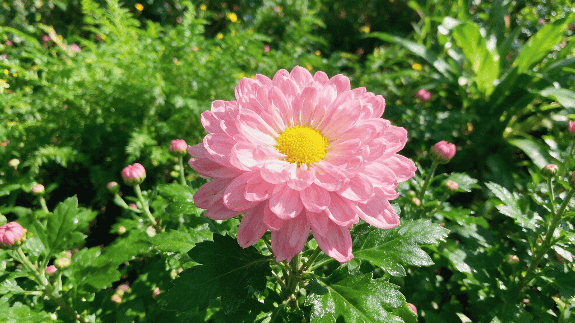 close-up of hardy garden mums in red, orange, and purple blooms with dew droplets