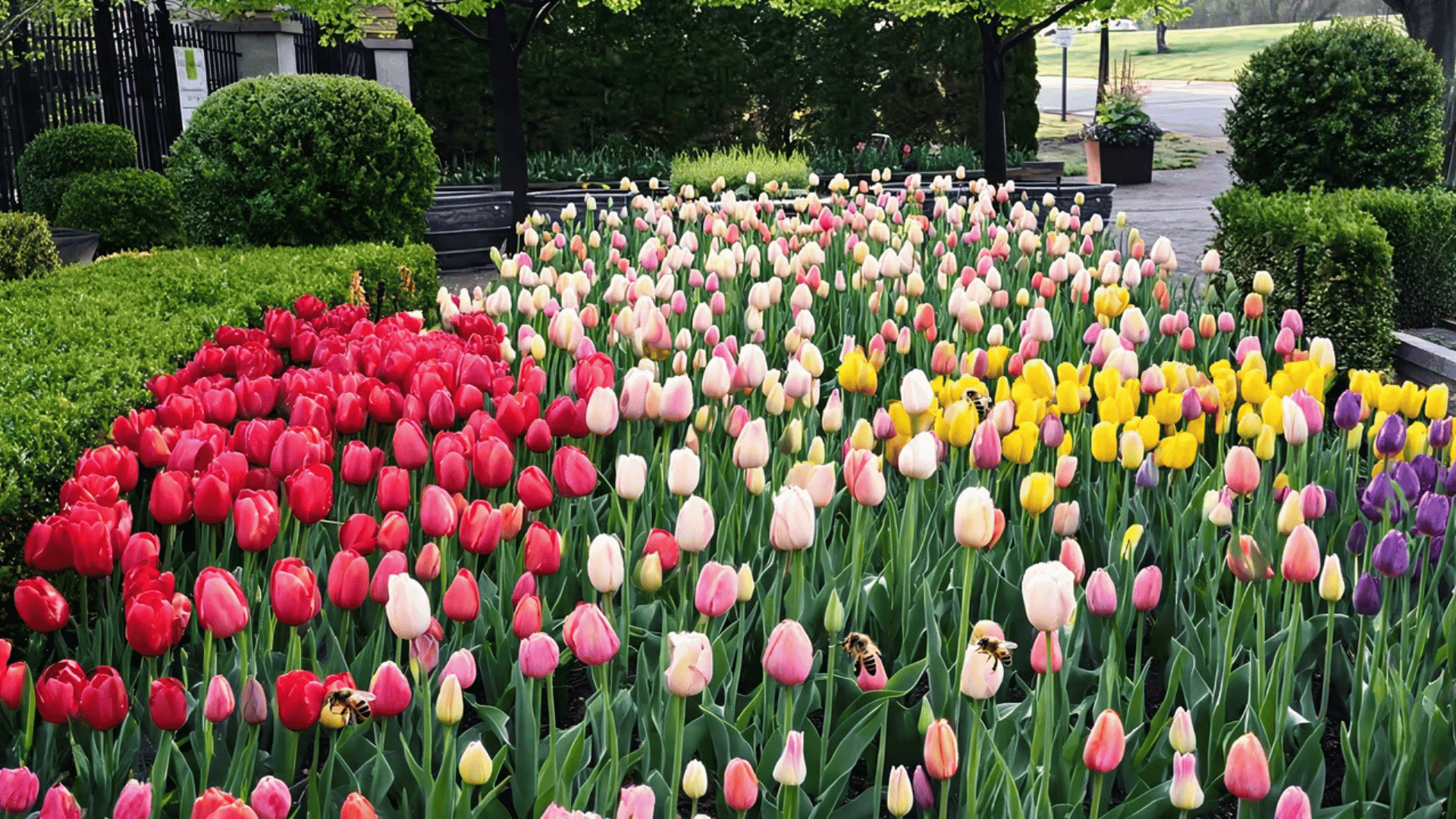 Colorful tulip garden bed with mixed varieties blooming in red, pink, yellow, and purple shades