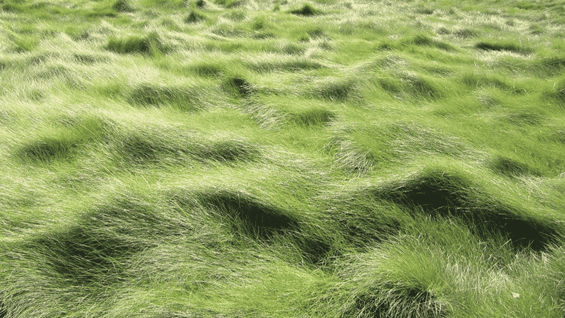 Creeping red fescue with fine narrow blades growing in dense patches, showing soft texture and spreading growth across a green lawn.