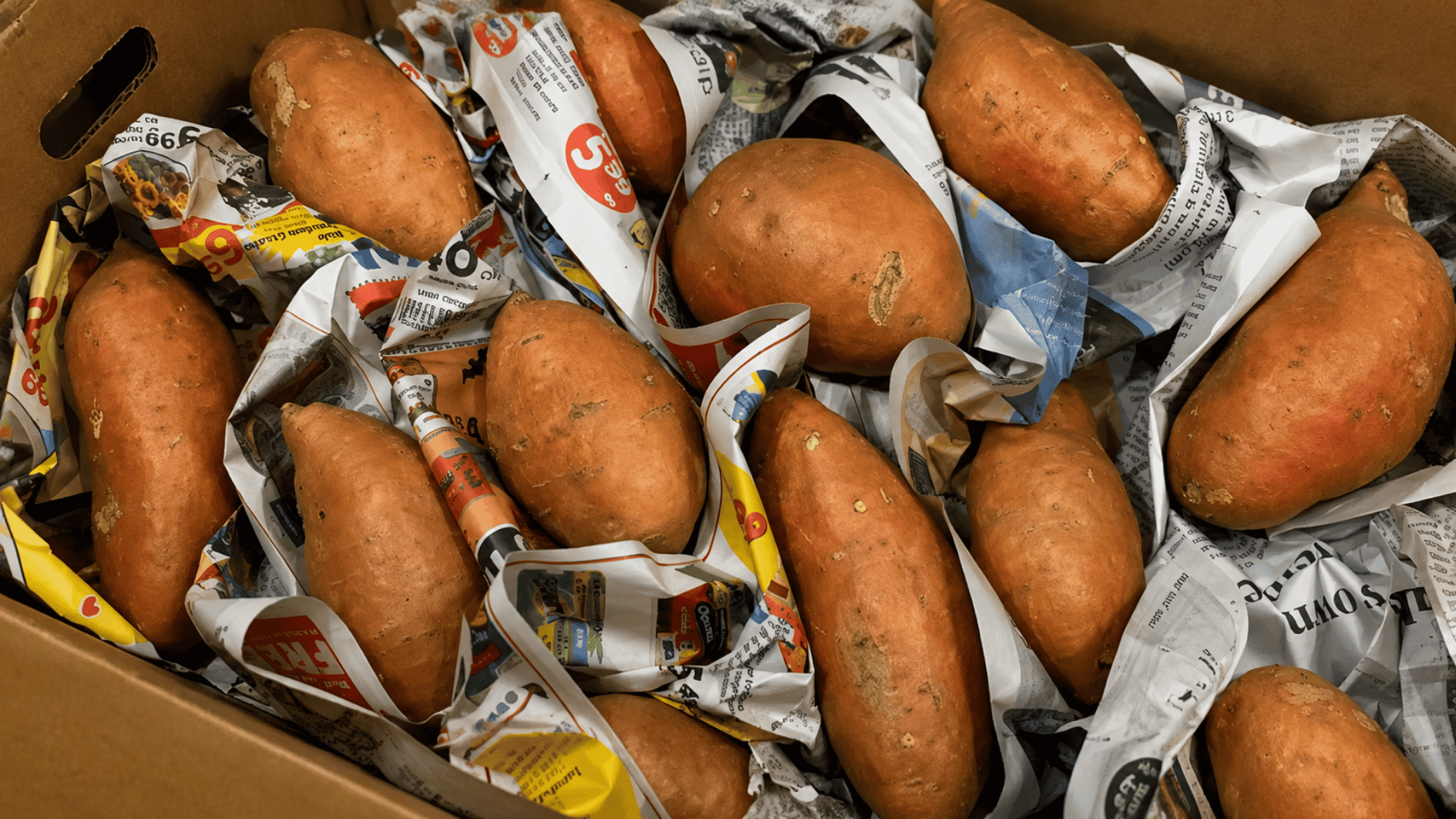cured sweet potatoes arranged in a cardboard box with newspaper for cool dry long-term storage