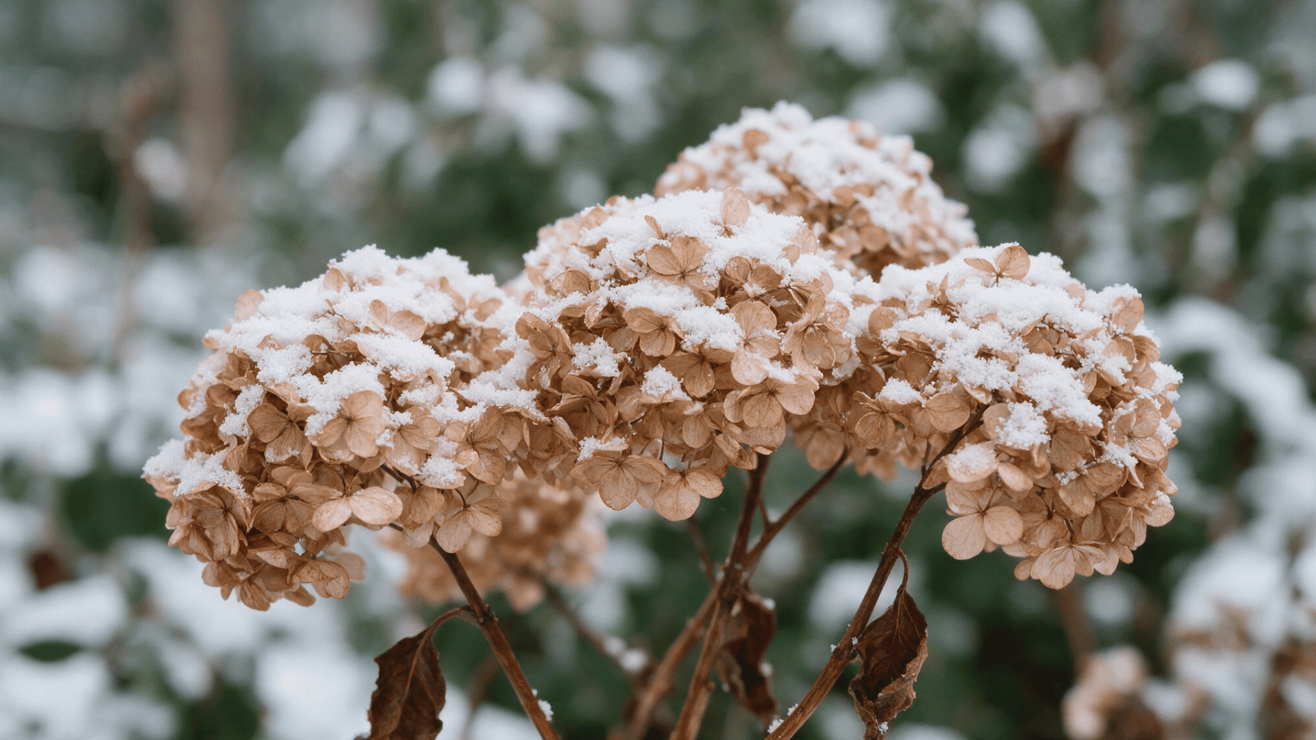 dormant hydrangea flower clusters covered in fresh snow during cold winter weather in a garden