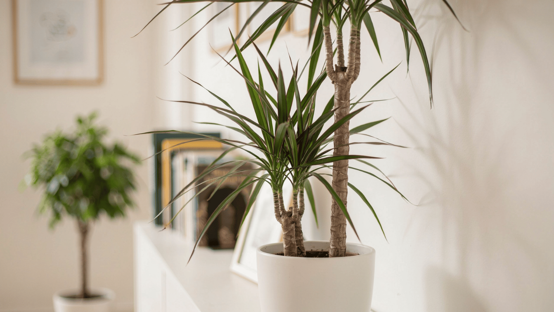 Dragon tree plant with spiky leaves in white pot on shelf near framed artwork