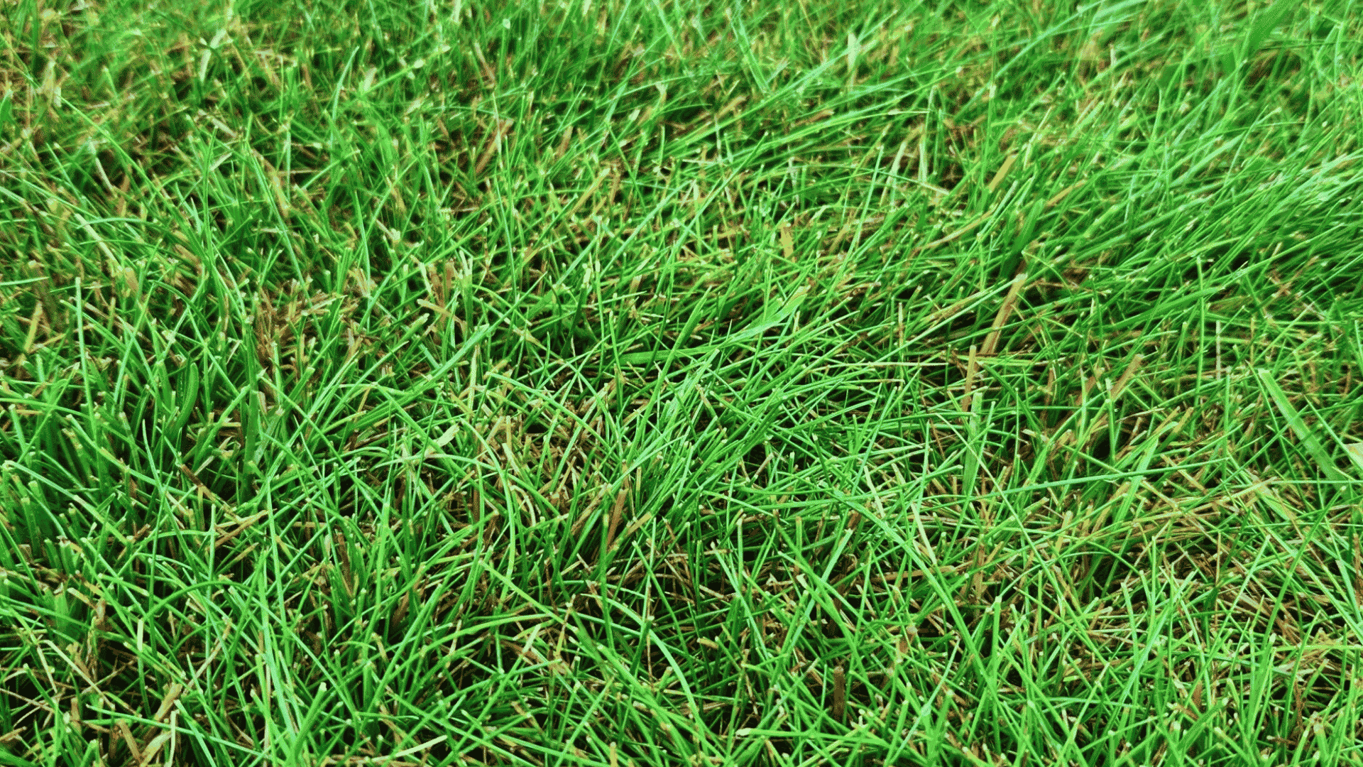 Fine fescue with thin narrow blades creating a soft green lawn texture and dense coverage across a natural grass surface.