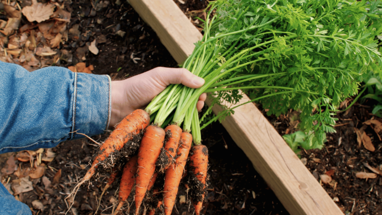 fresh-caHand holding a freshly harvested bunch of dirt-covered carrots with green tops above a wooden raised garden bed.rrot
