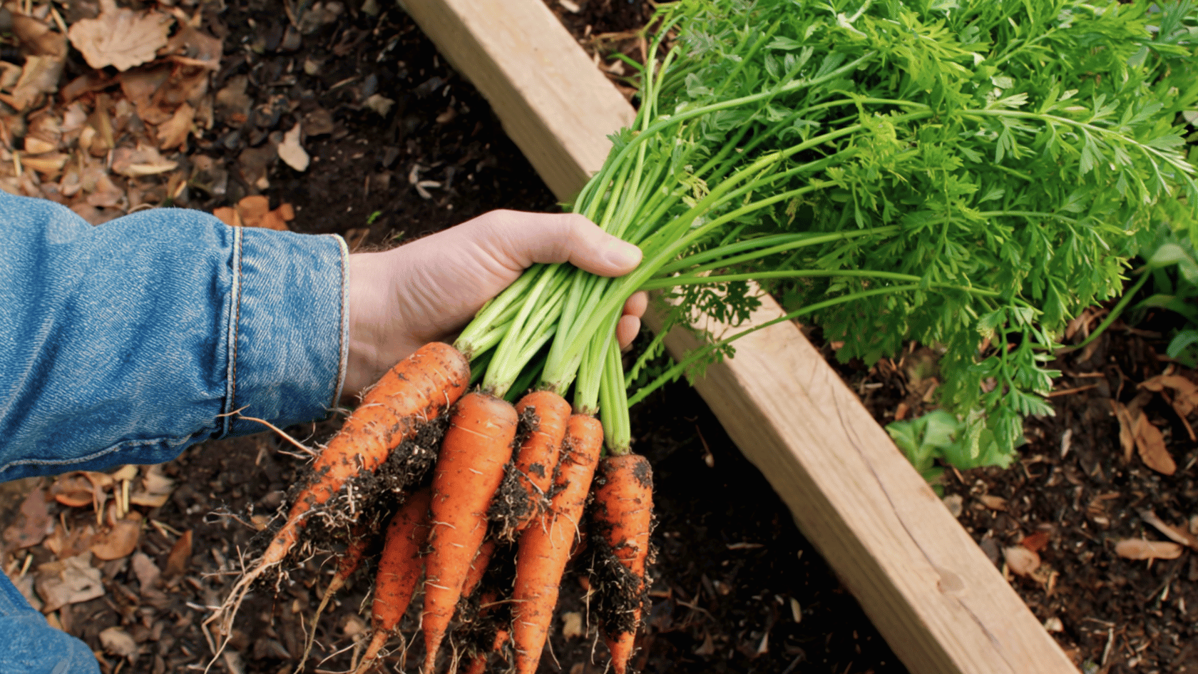 fresh-caHand holding a freshly harvested bunch of dirt-covered carrots with green tops above a wooden raised garden bed.rrot