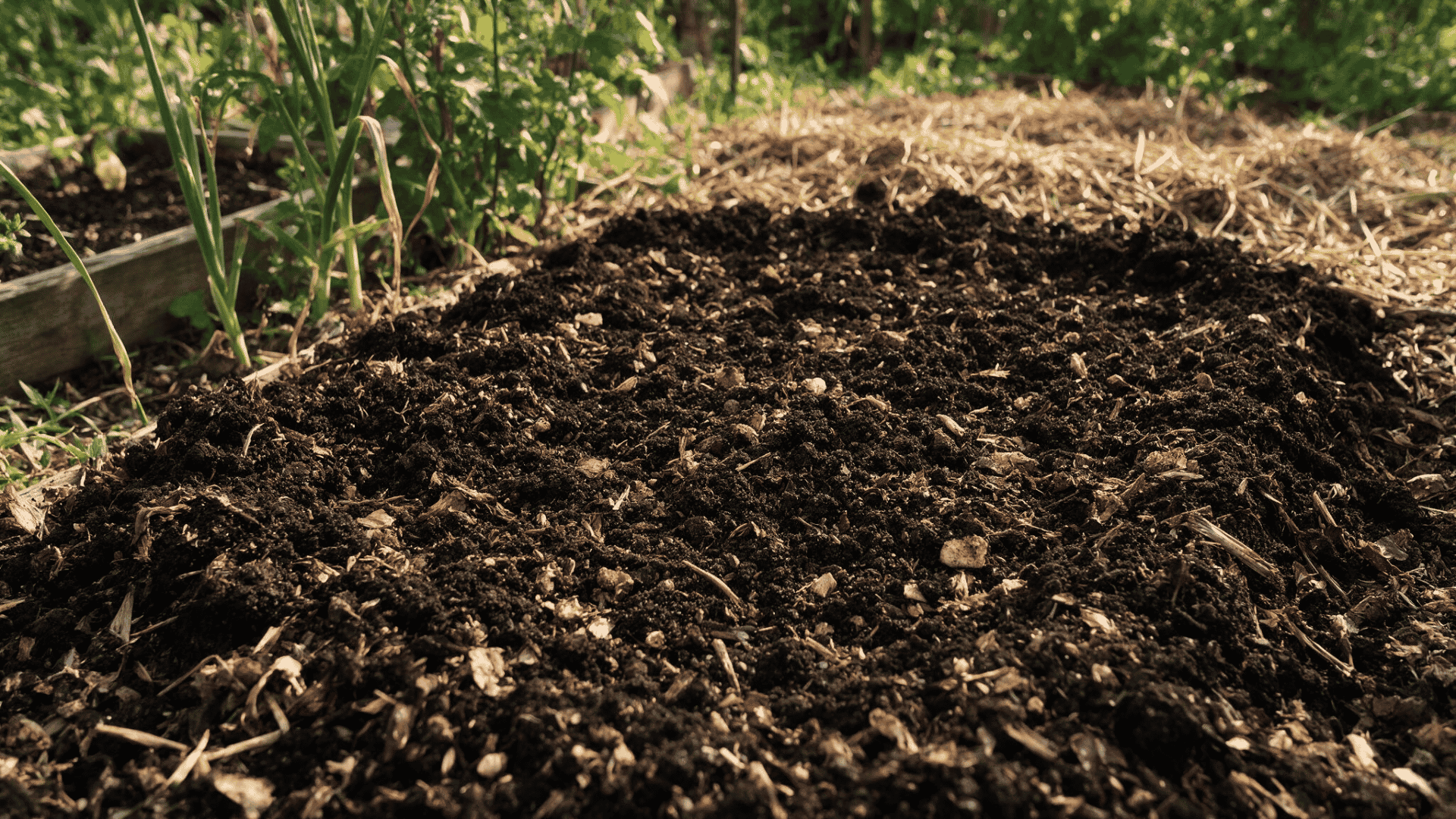 Garden soil bed covered with organic mulch for protecting garlic cloves during winter.
