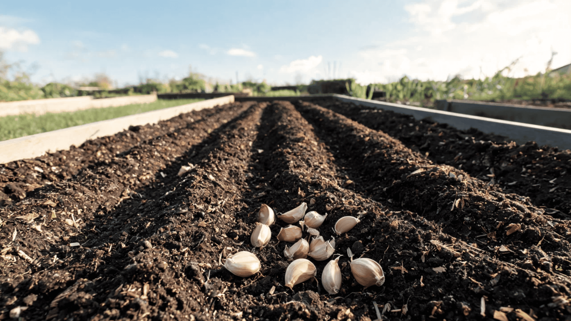 Garlic cloves placed on prepared garden soil rows ready for planting in a vegetable bed.