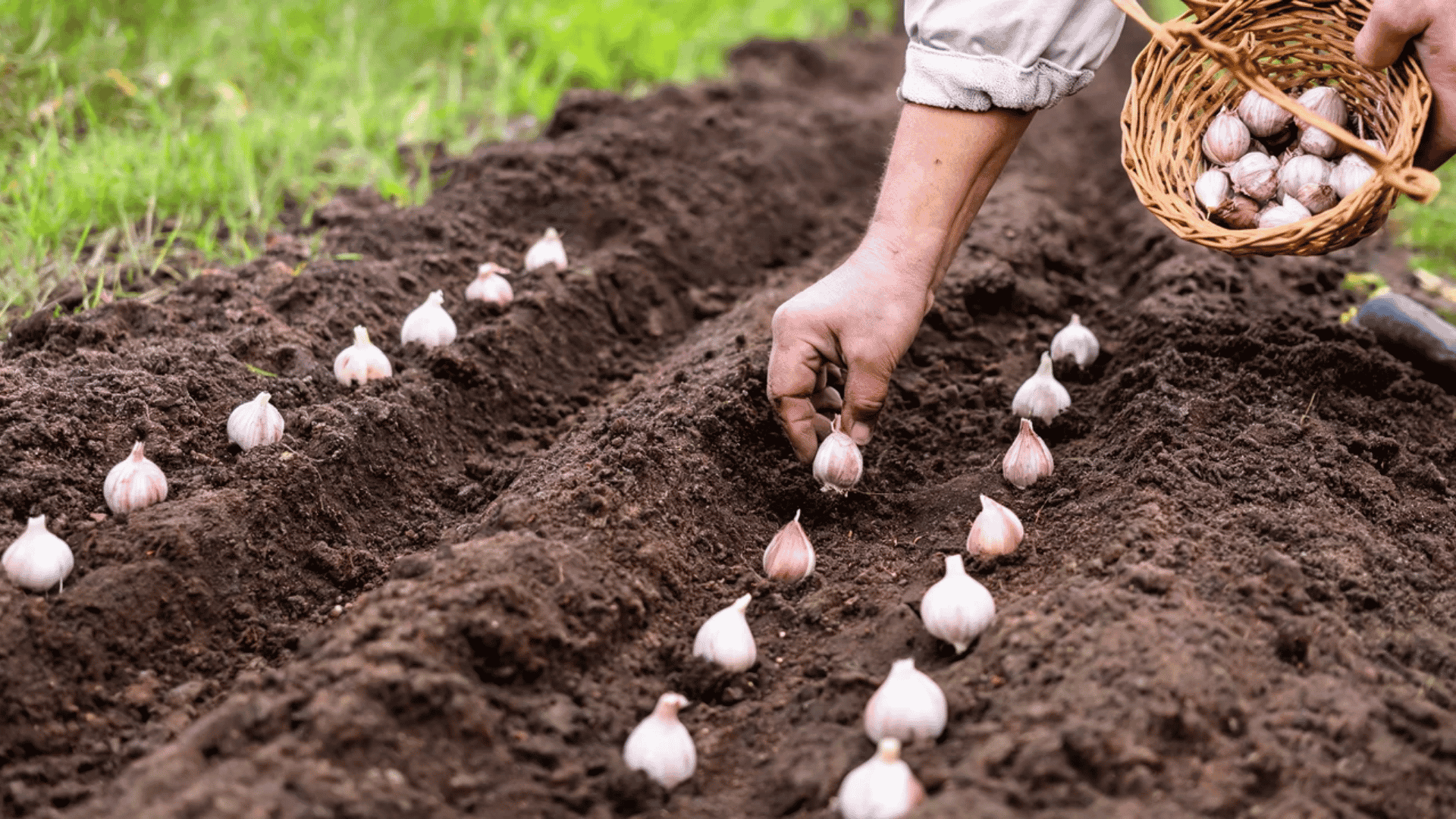 Garlic cloves planted pointed side up in spaced holes at the proper soil depth.