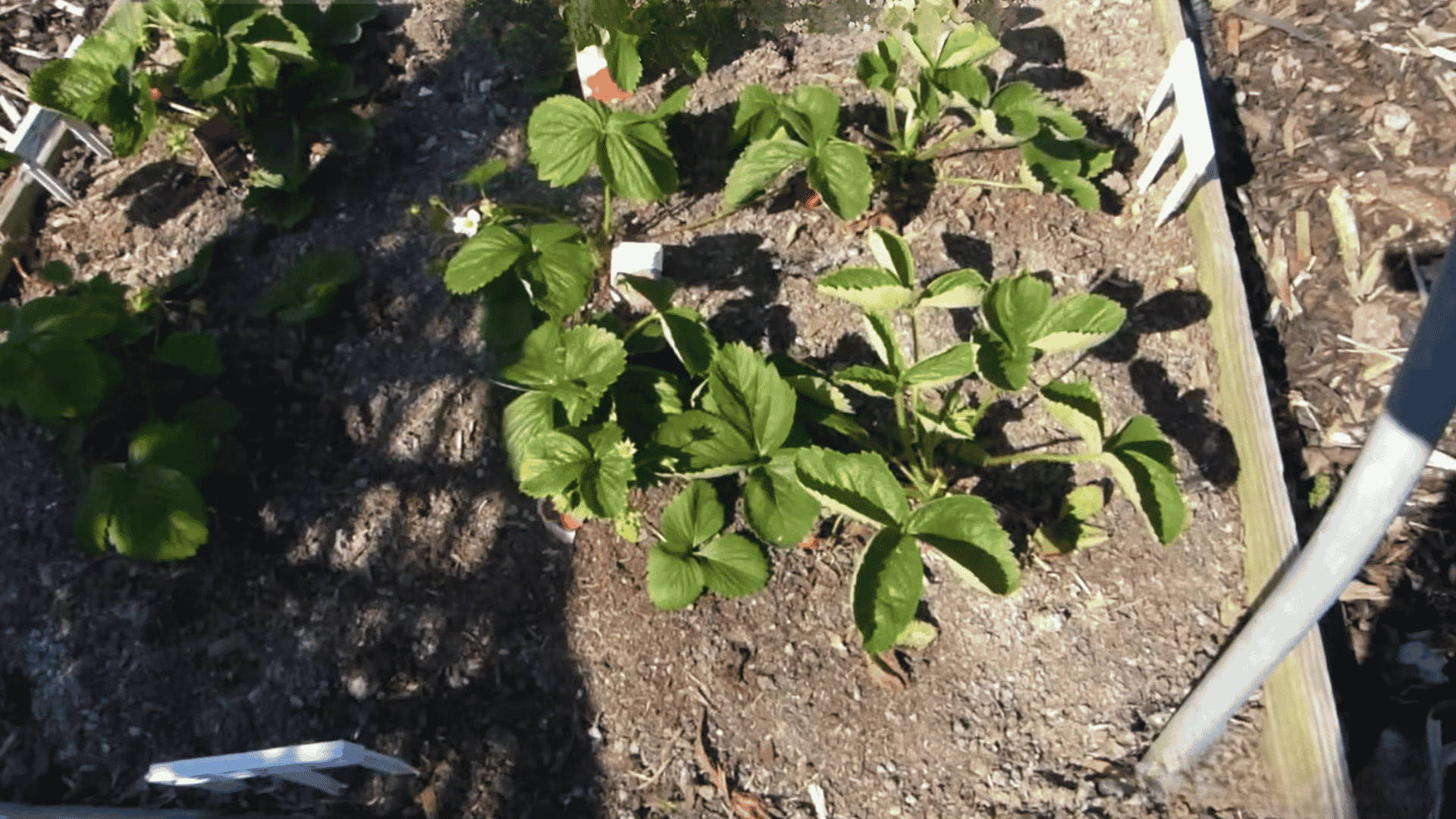 Green strawberry plants growing in soil with leaves, flowers, and small red berries visible.