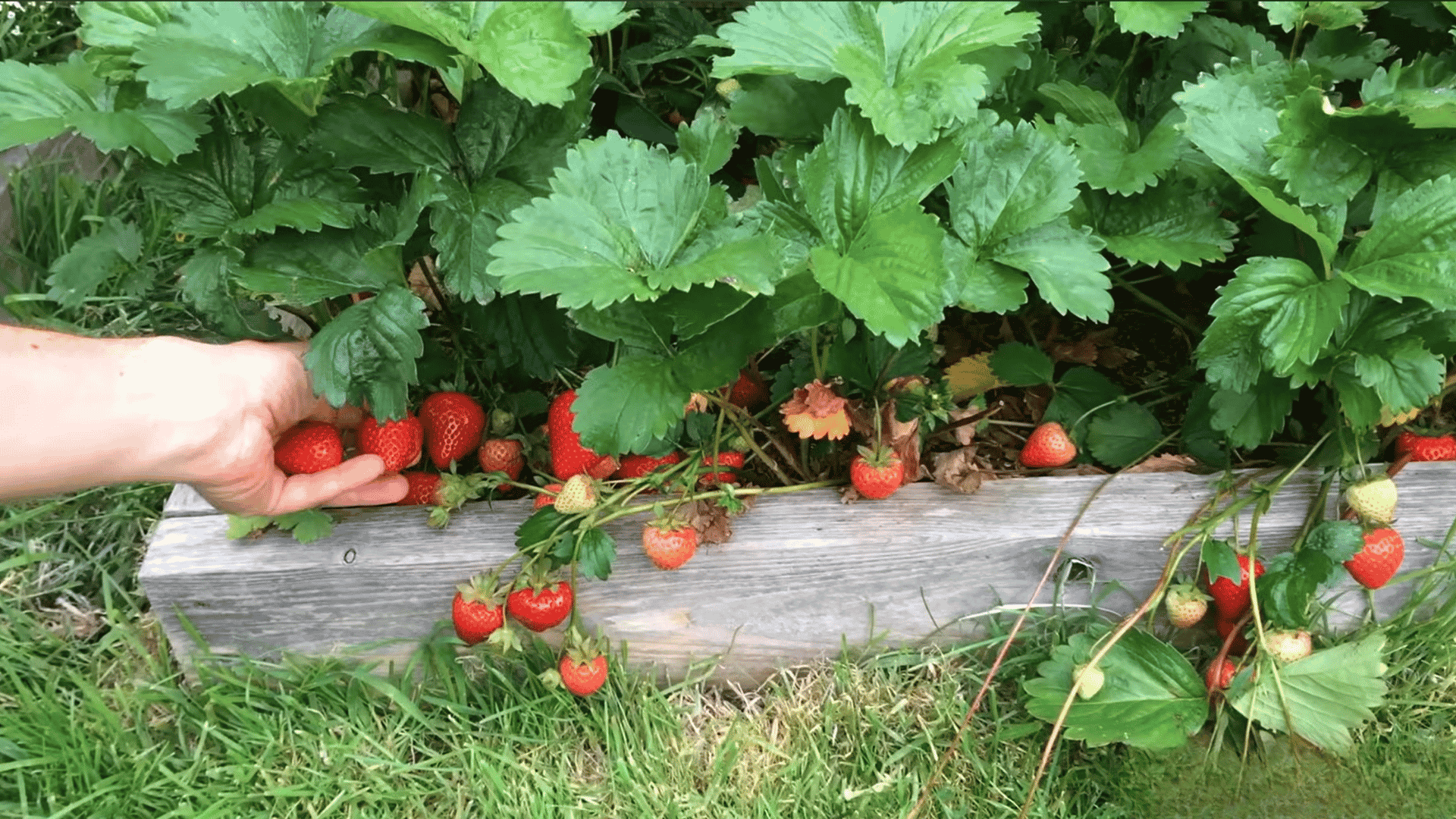 Hand holding ripe strawberries growing among green leaves in a garden bed.