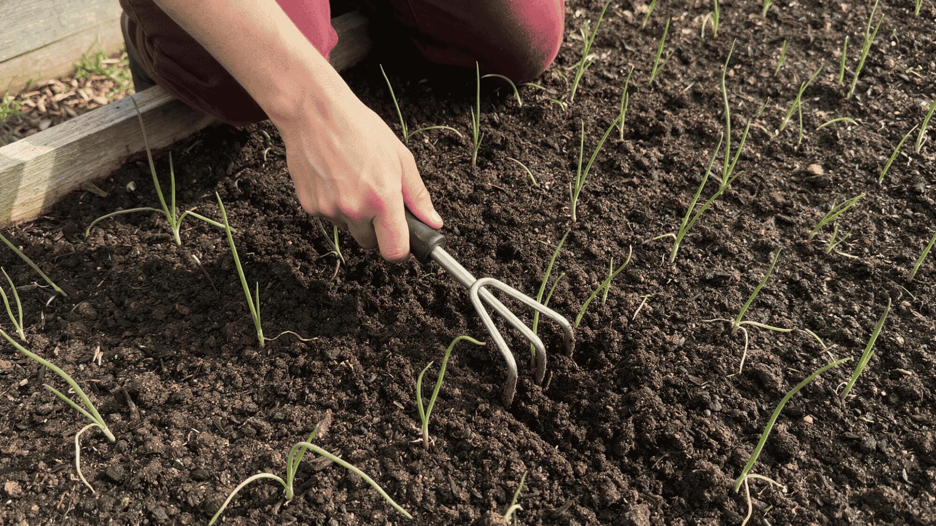 hand using a cultivator tool to loosen soil around the onion bulb