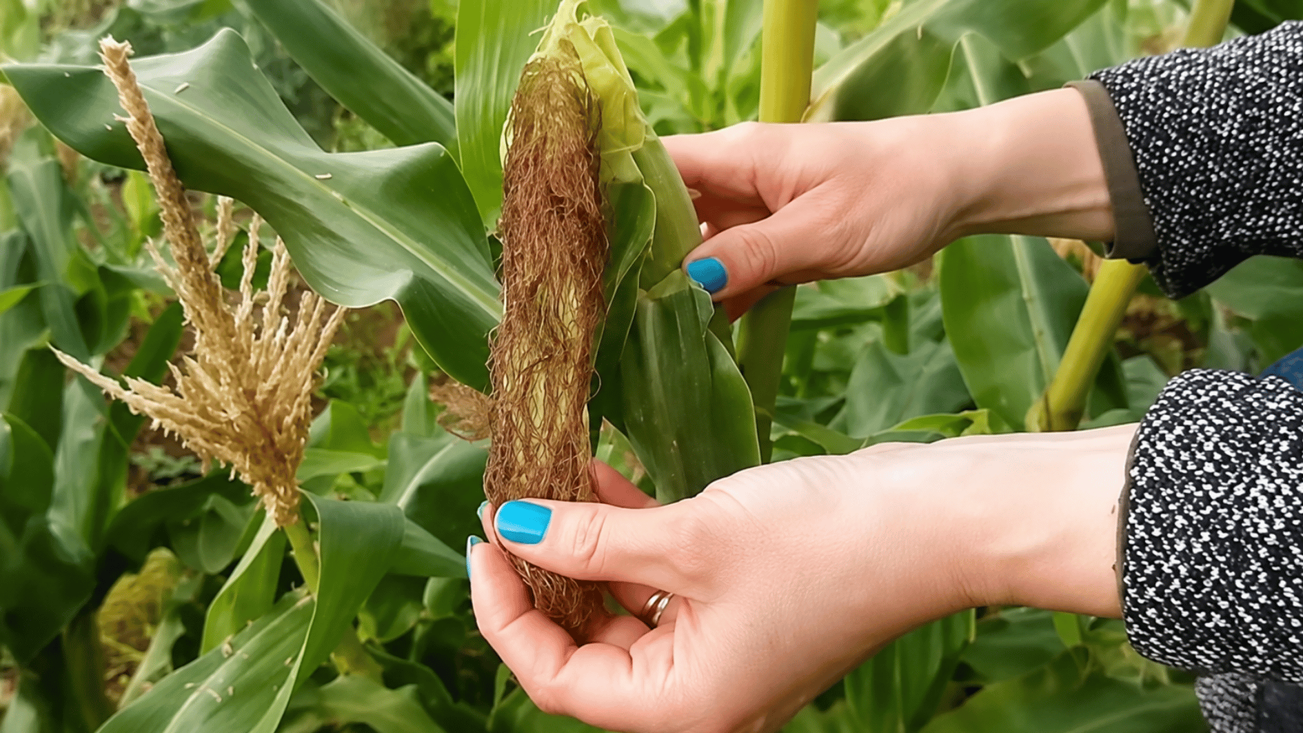hands checking a full corn cob with brown dry silks to see if the sweet corn is ready to harvest