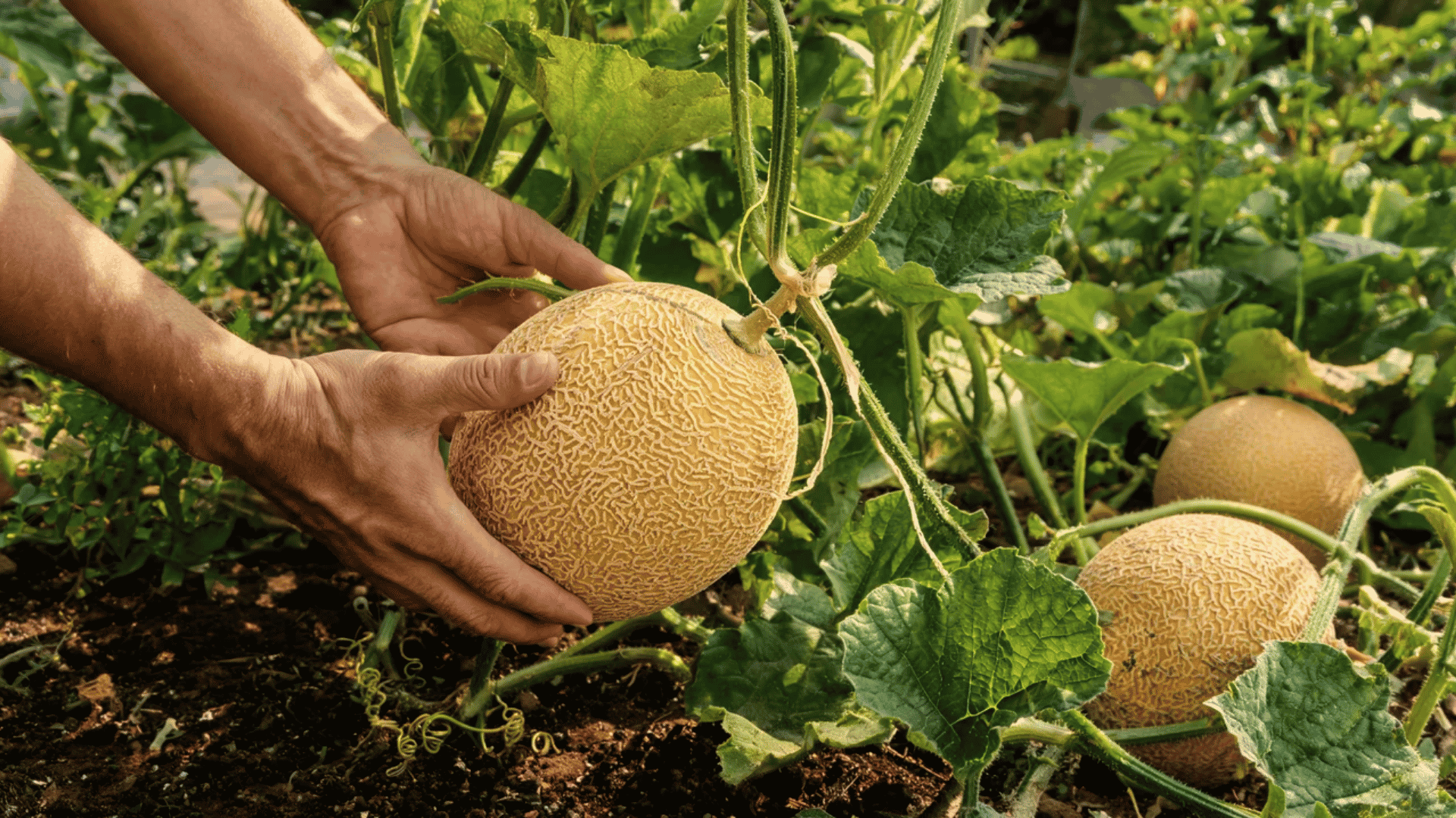 Hands harvesting a ripe cantaloupe from a vine with golden skin and textured netting in a garden.