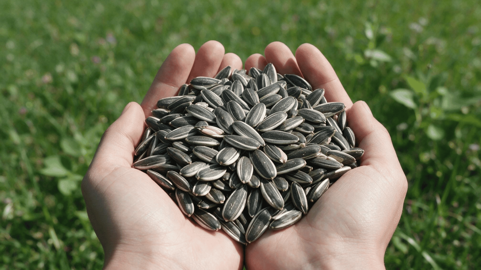 hands holding sunflower seeds outdoors against a green garden background ready for planting in springtime