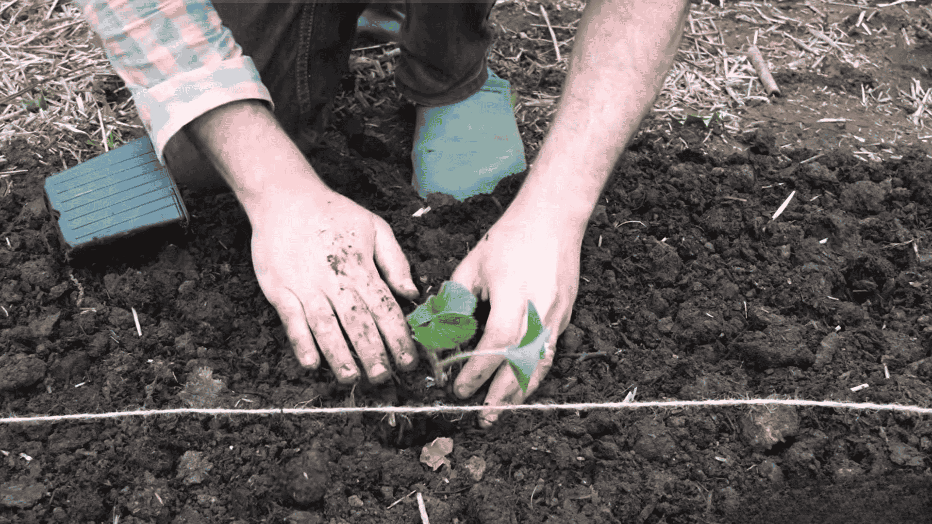 Hands placing a young strawberry plant into soil with a garden bed and small pot nearby.