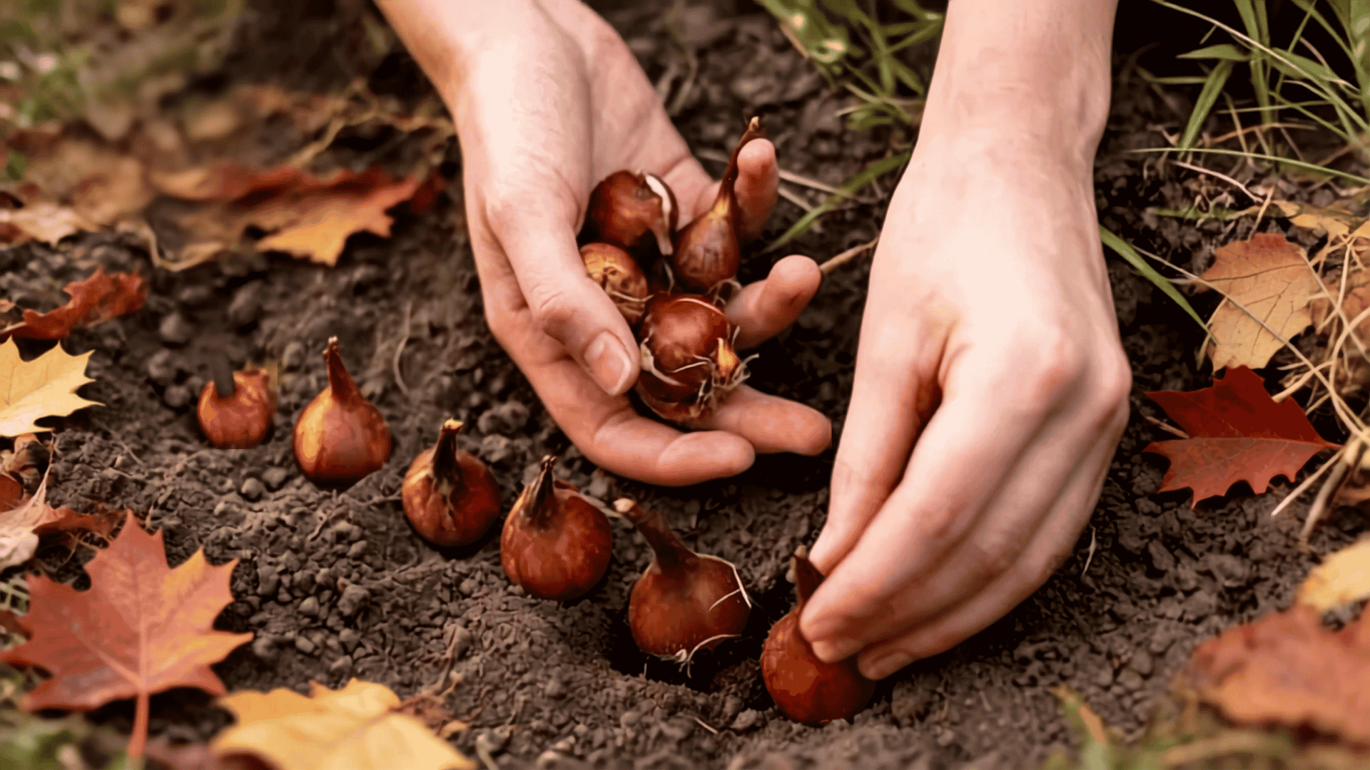 Hands planting tulip bulbs in cool autumn soil with soil thermometer and fallen leaves