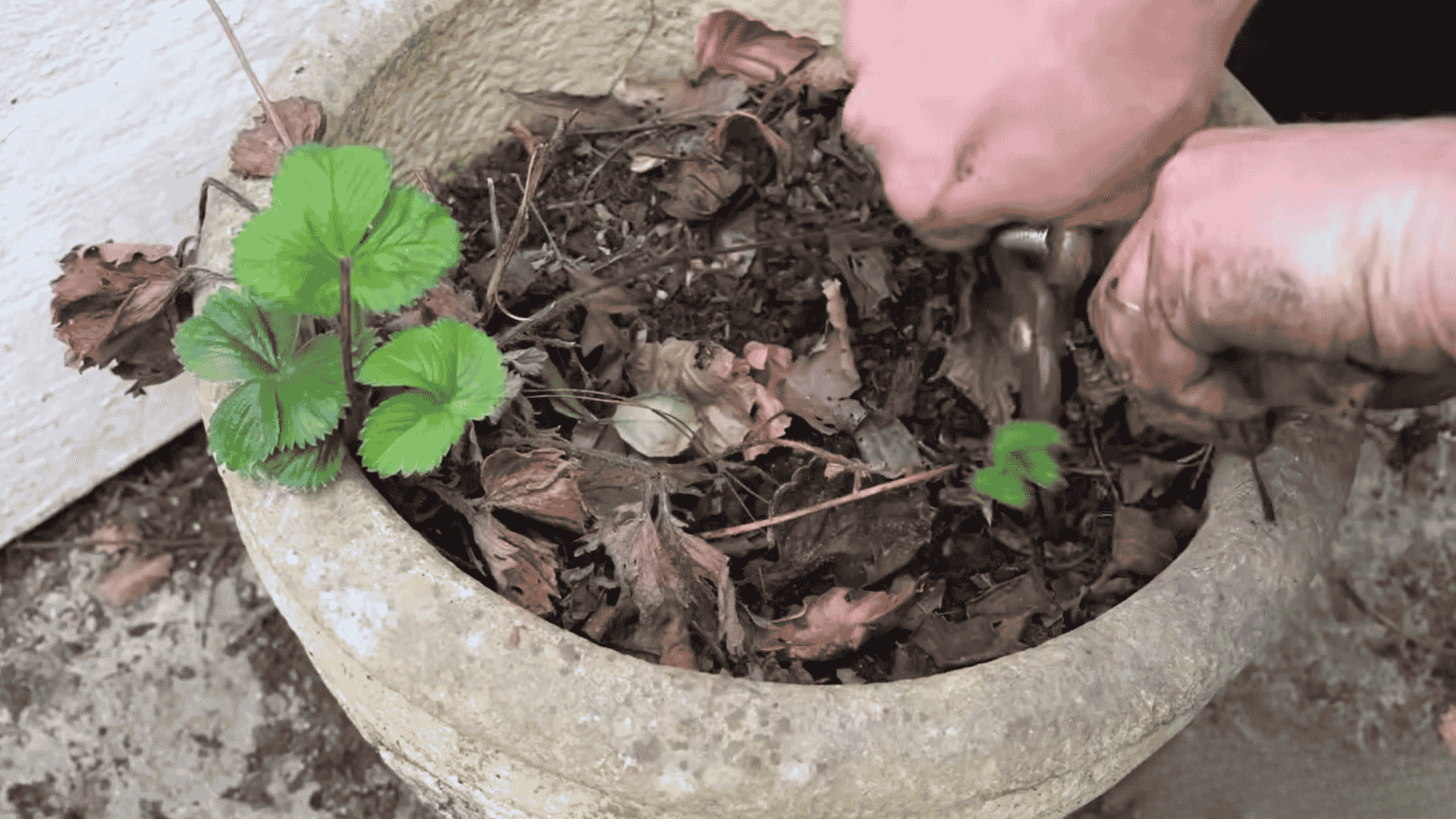 Hands using a small tool to loosen soil around a strawberry plant in a pot.