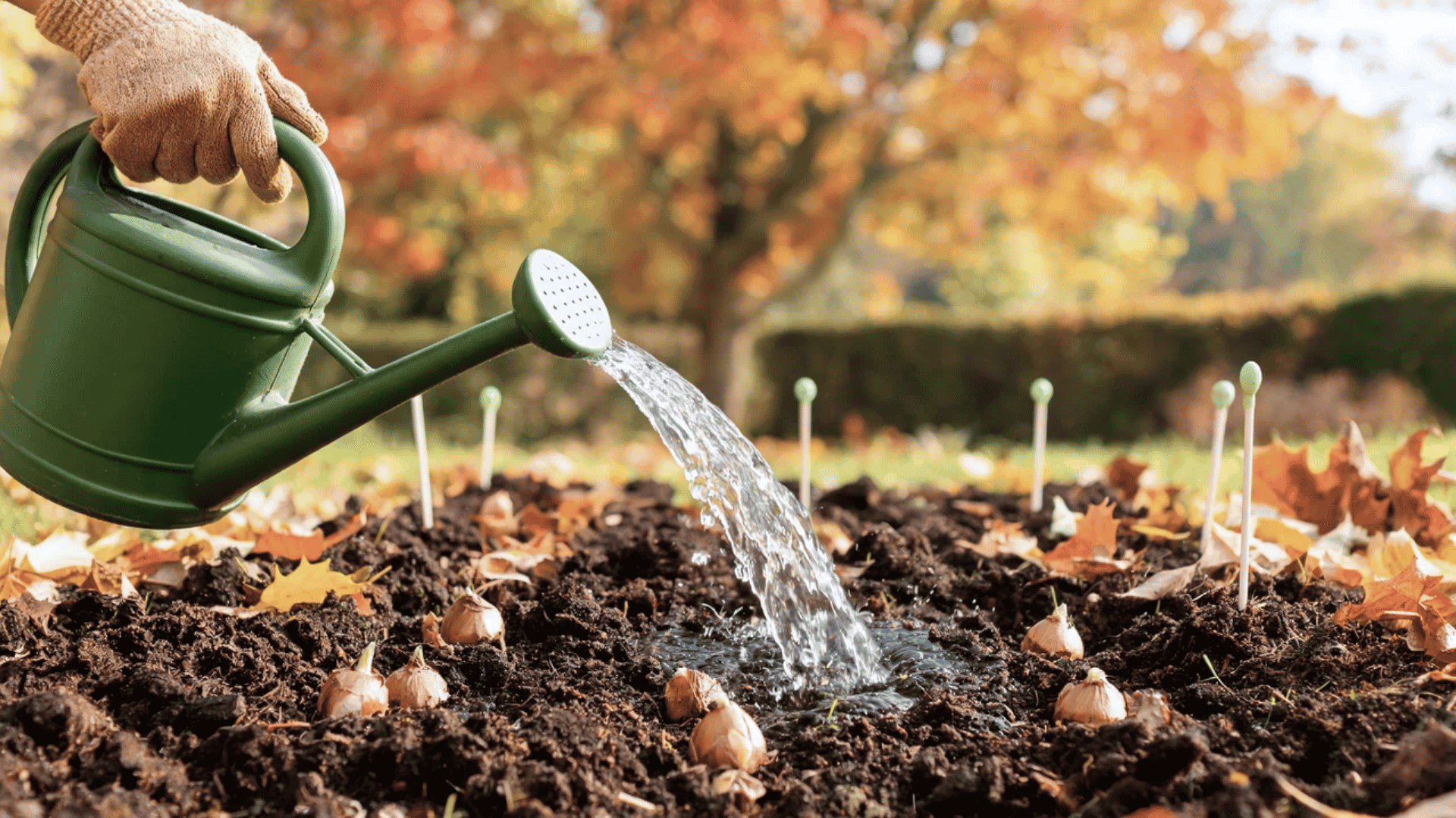 Hands watering freshly planted tulip bulbs in a fall garden bed with moist soil