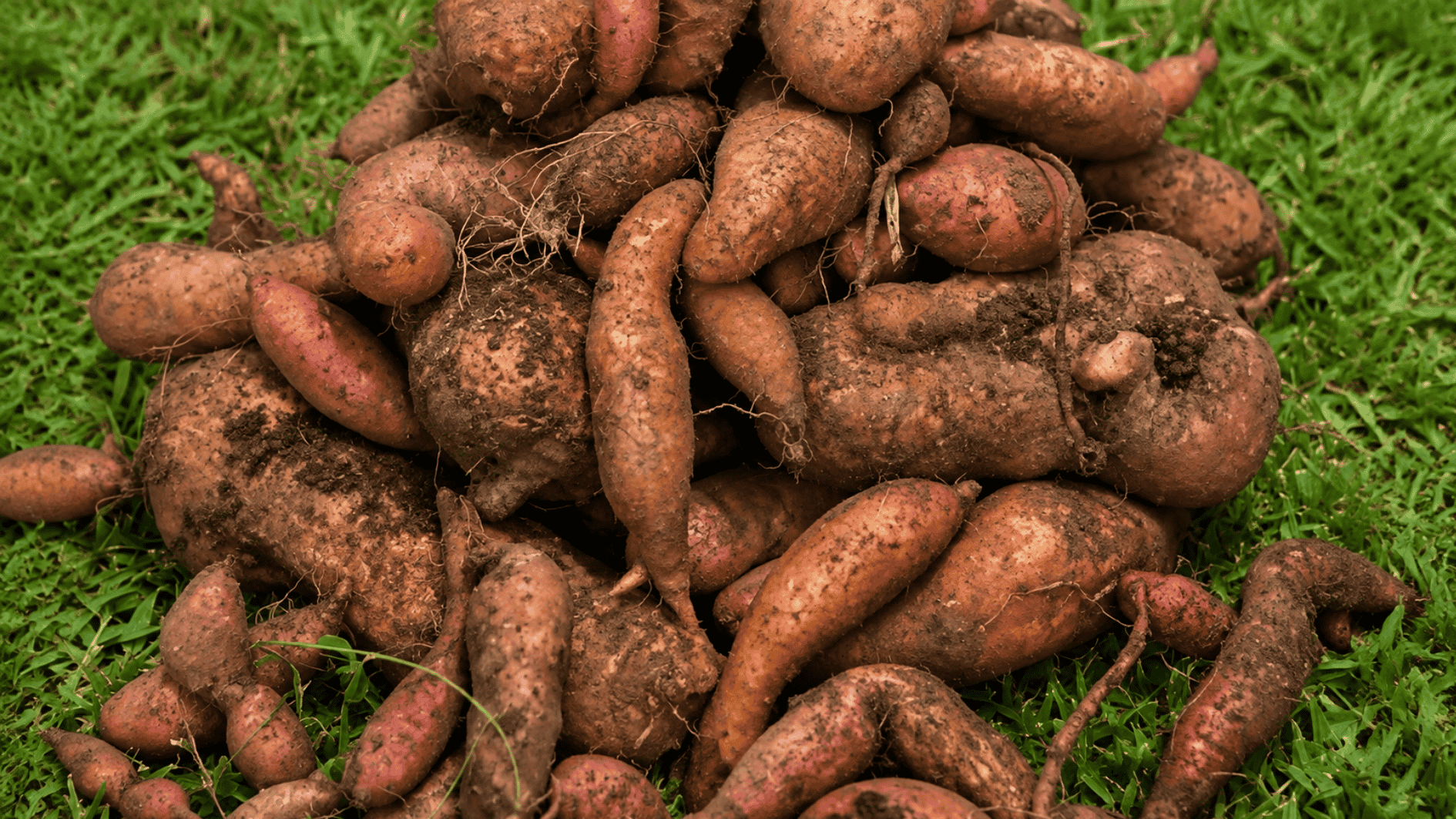 freshly harvested sweet potatoes covered with soil and piled together on green grass after digging