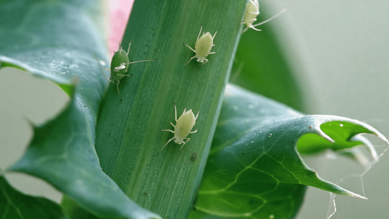 aphids on plant leaves and stems showing common signs of garden pest infestation and plant damage
