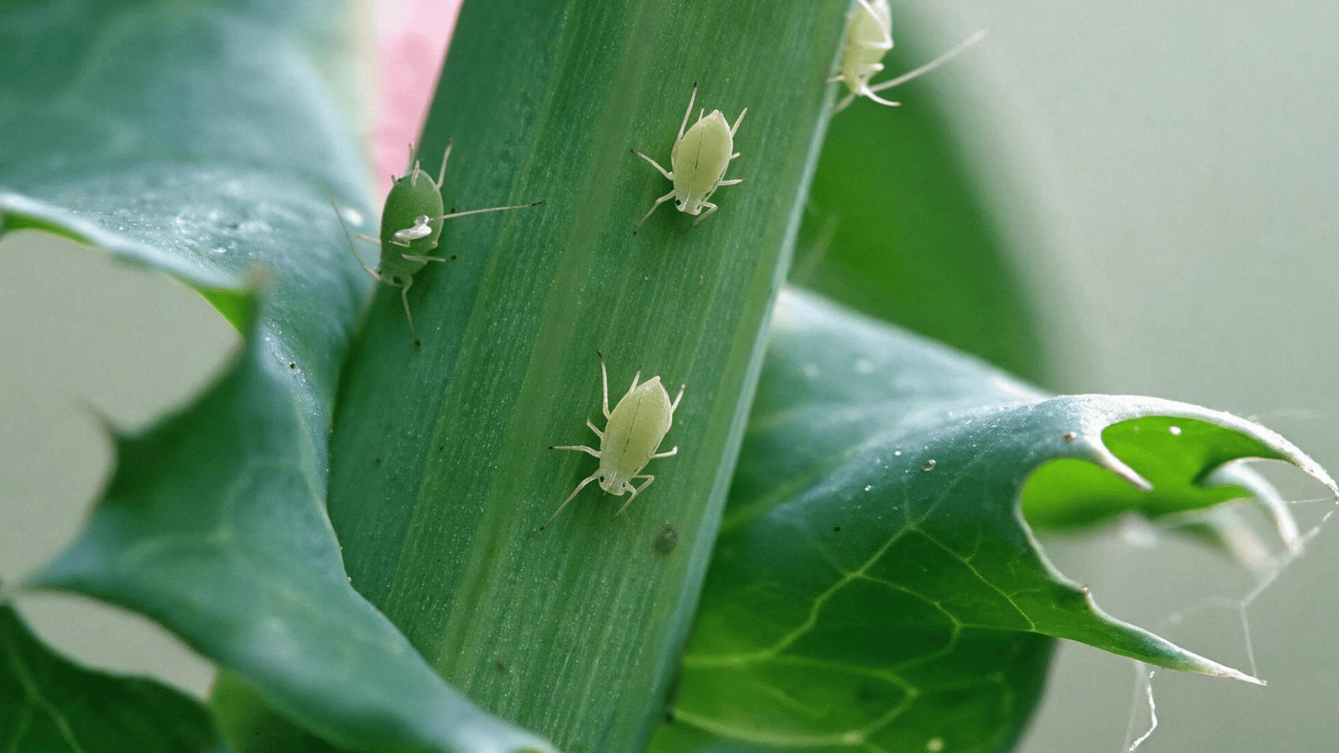aphids on plant leaves and stems showing common signs of garden pest infestation and plant damage