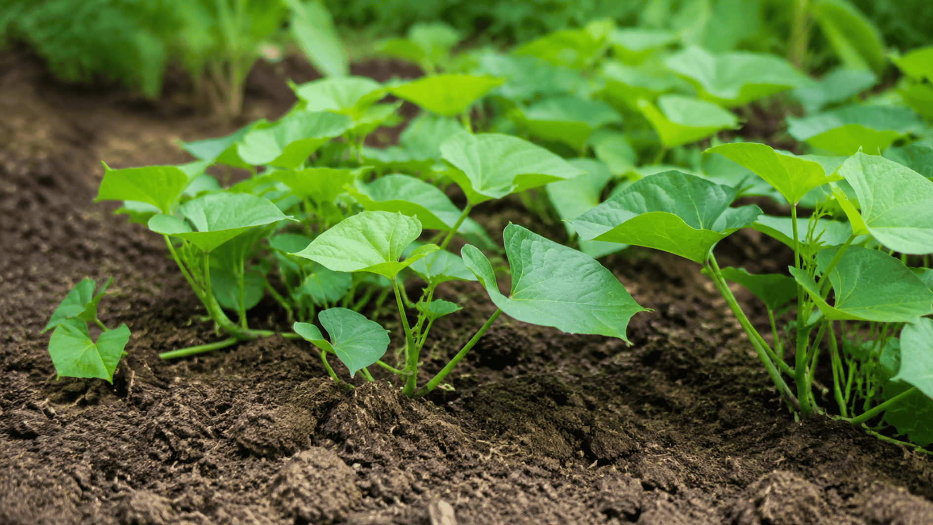 how-to-plant-sweet-potatoes