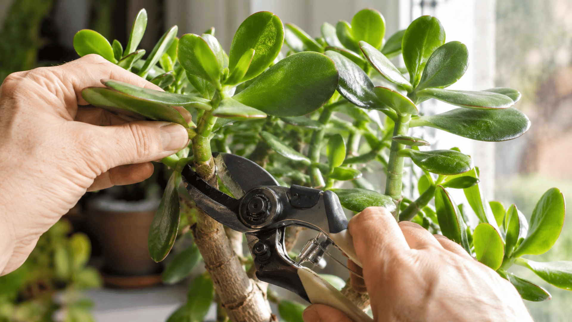 hands using pruning shears to take a stem cutting from a healthy jade plant near a window