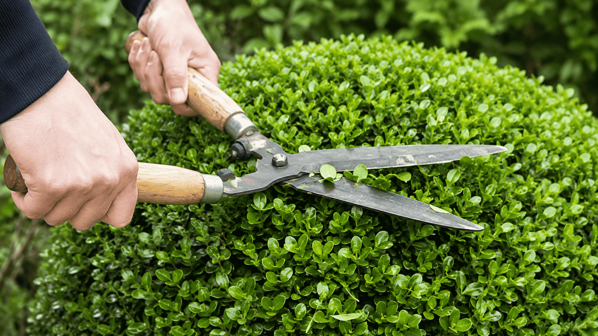 How to trim-bushes-safely-for-healthy-growth