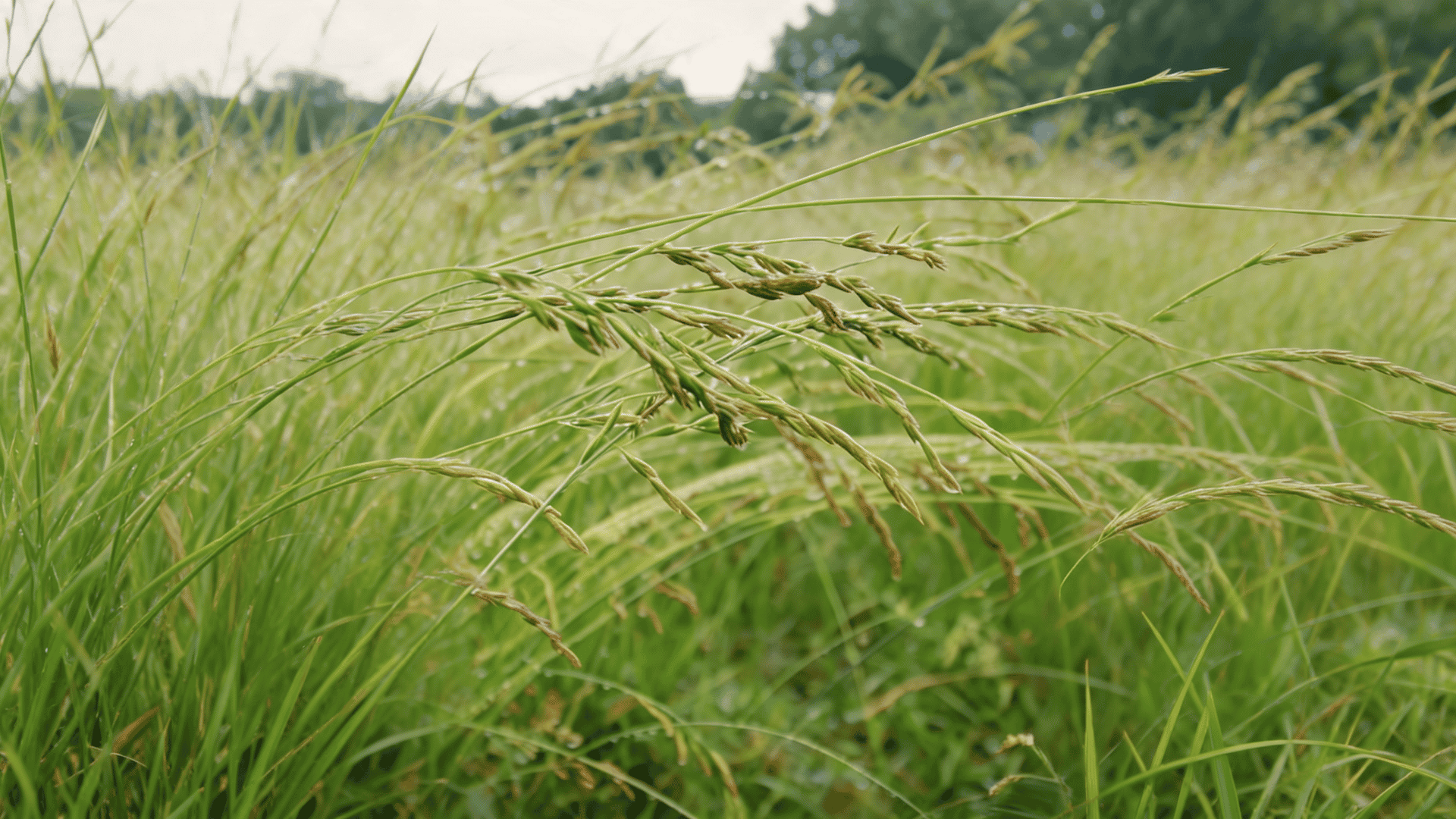 Kentucky 31 fescue with tall green blades and seed heads growing in a field, showing its strong upright growth pattern.