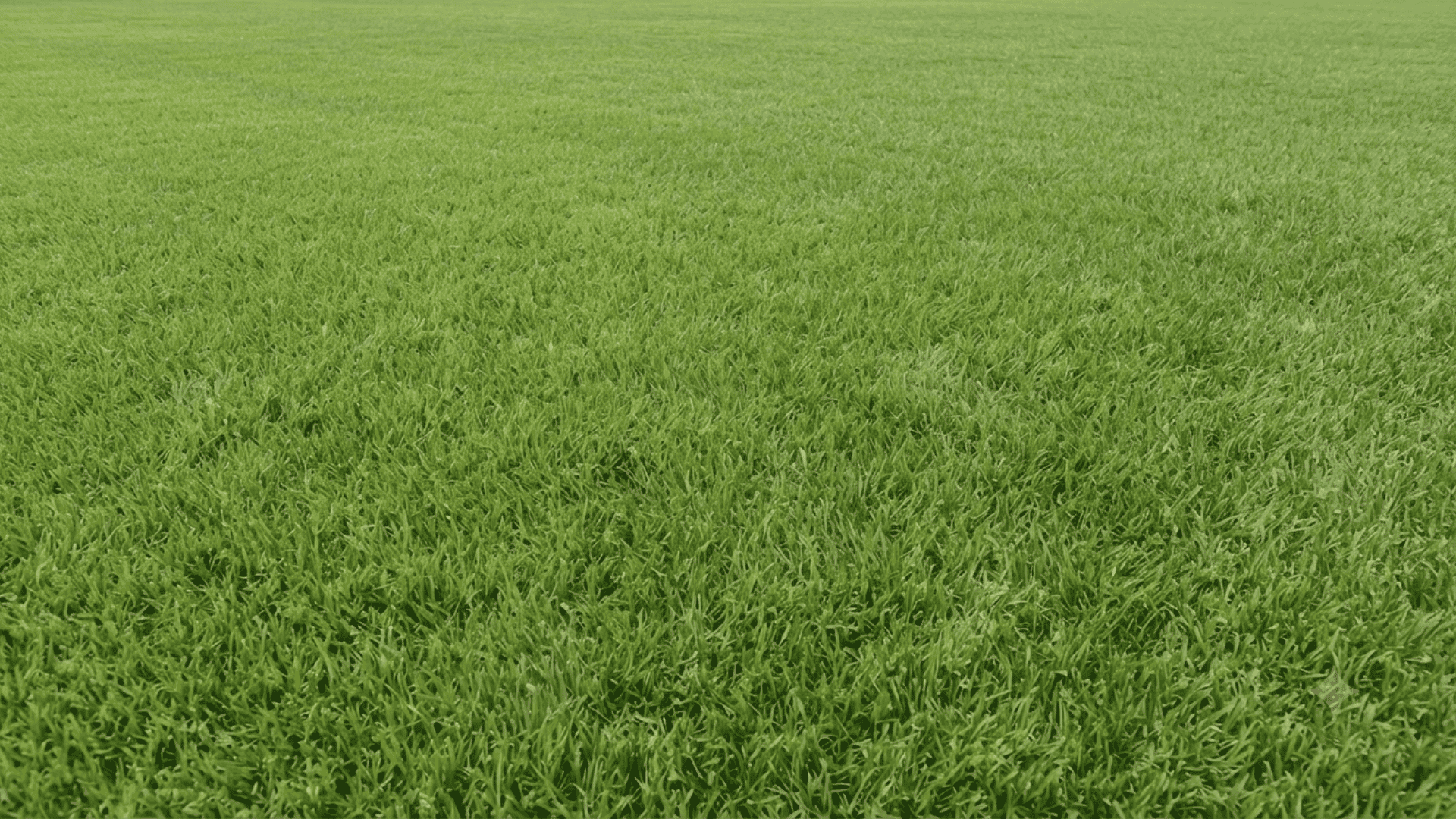Kentucky bluegrass with fine green blades forming dense, soft lawn surface with thick growth and uniform turf coverage.